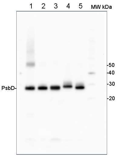 western blot using anti-PsbD antibodies